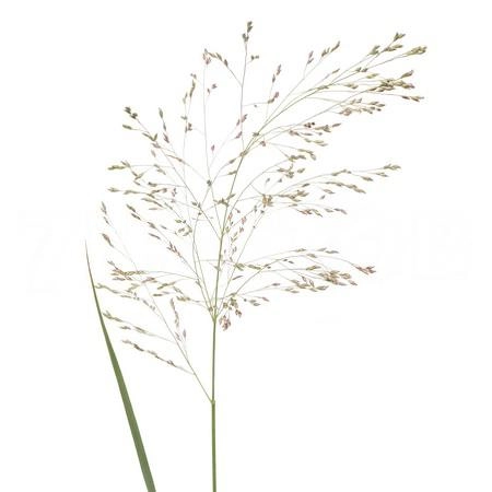 Panicum warrior | Wholesale flowers, plants and supplies Panicum warrior