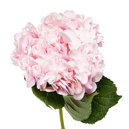 Hydrangea amazing force