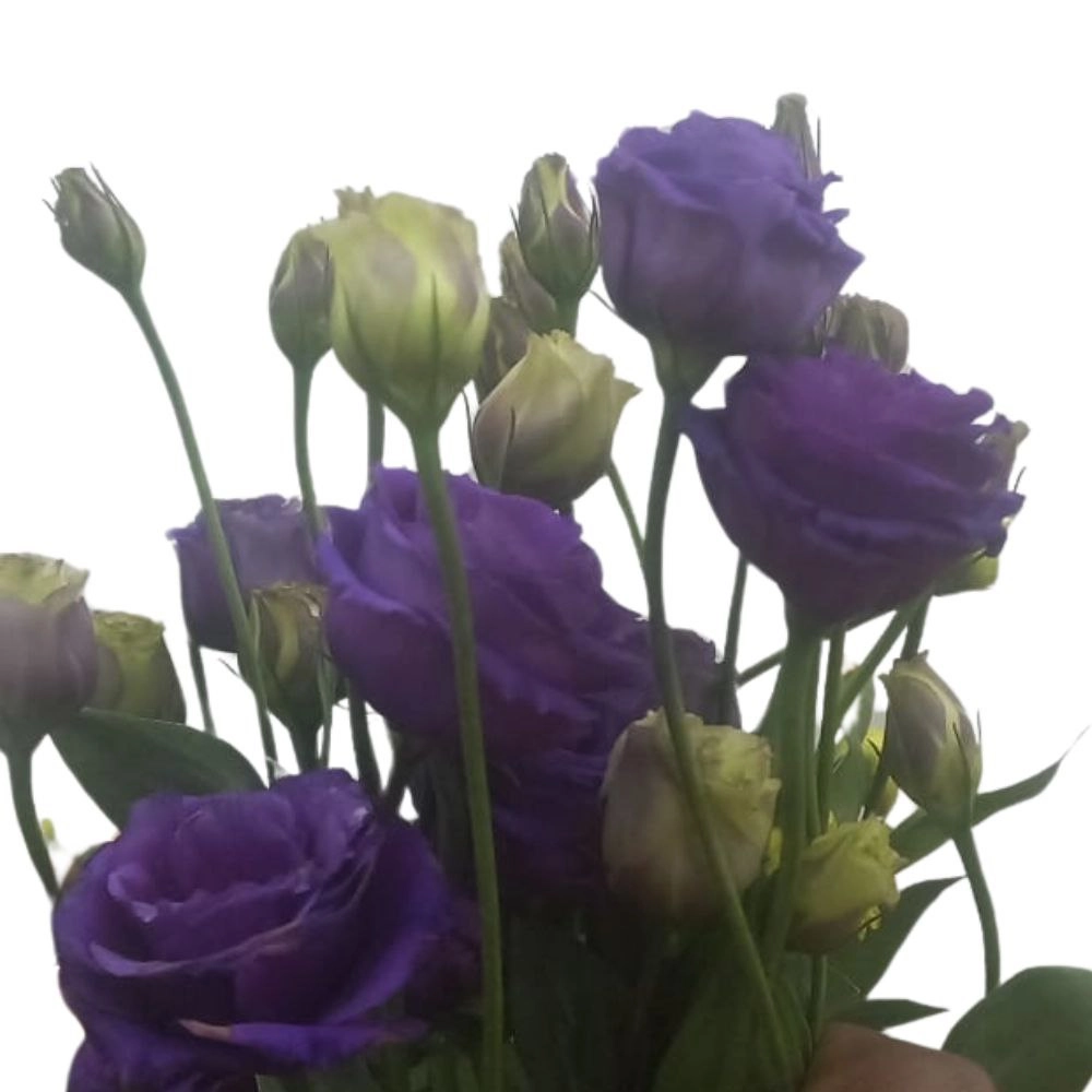 Eustoma double rosita suplas