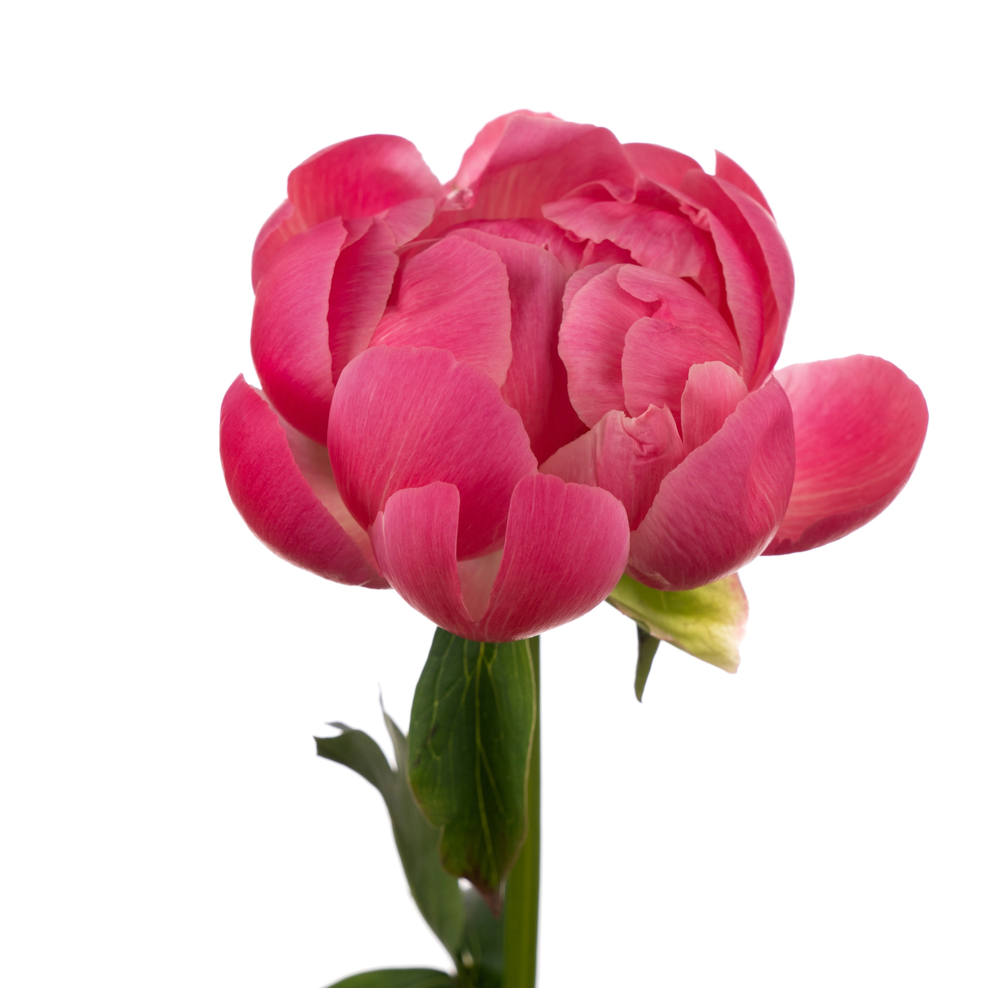 Paeonia coral charm