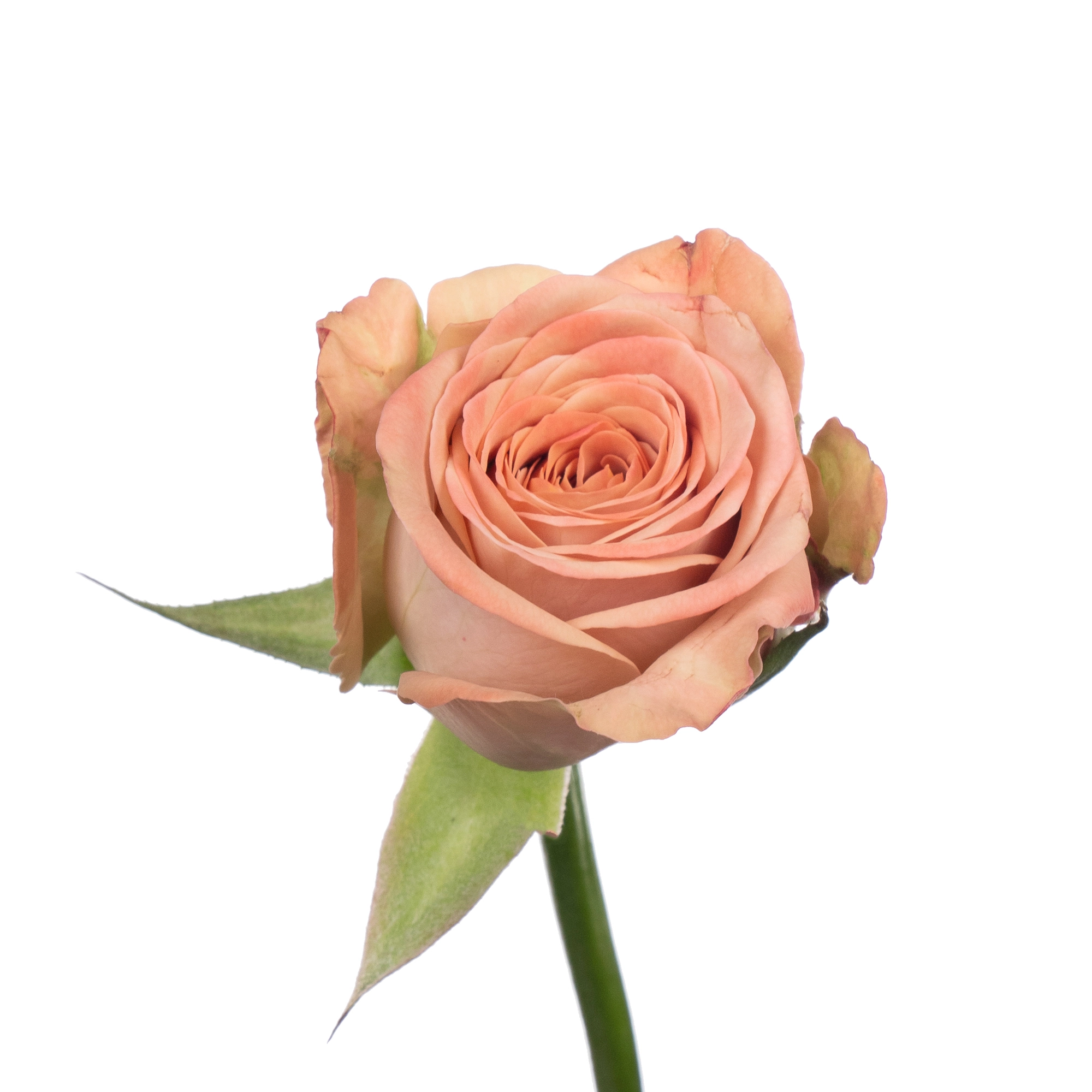 Rose cappuccino | Wholesale flowers, plants and supplies Rose cappuccino