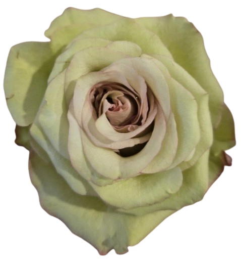 Rose shabby chic