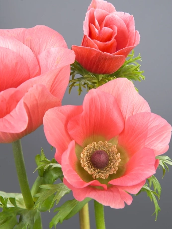 Anemone carmel barbi