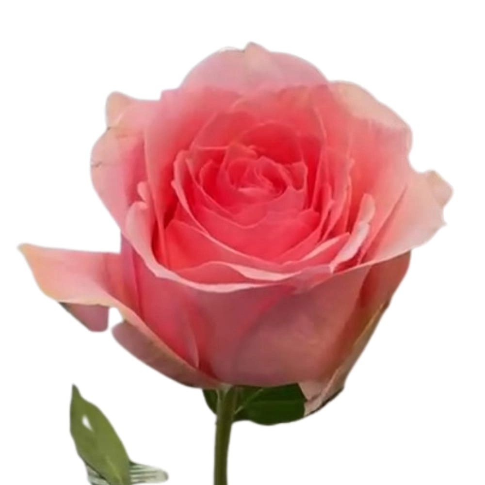 Rose delicate charm | Wholesale flowers, plants and supplies Rose delicate charm