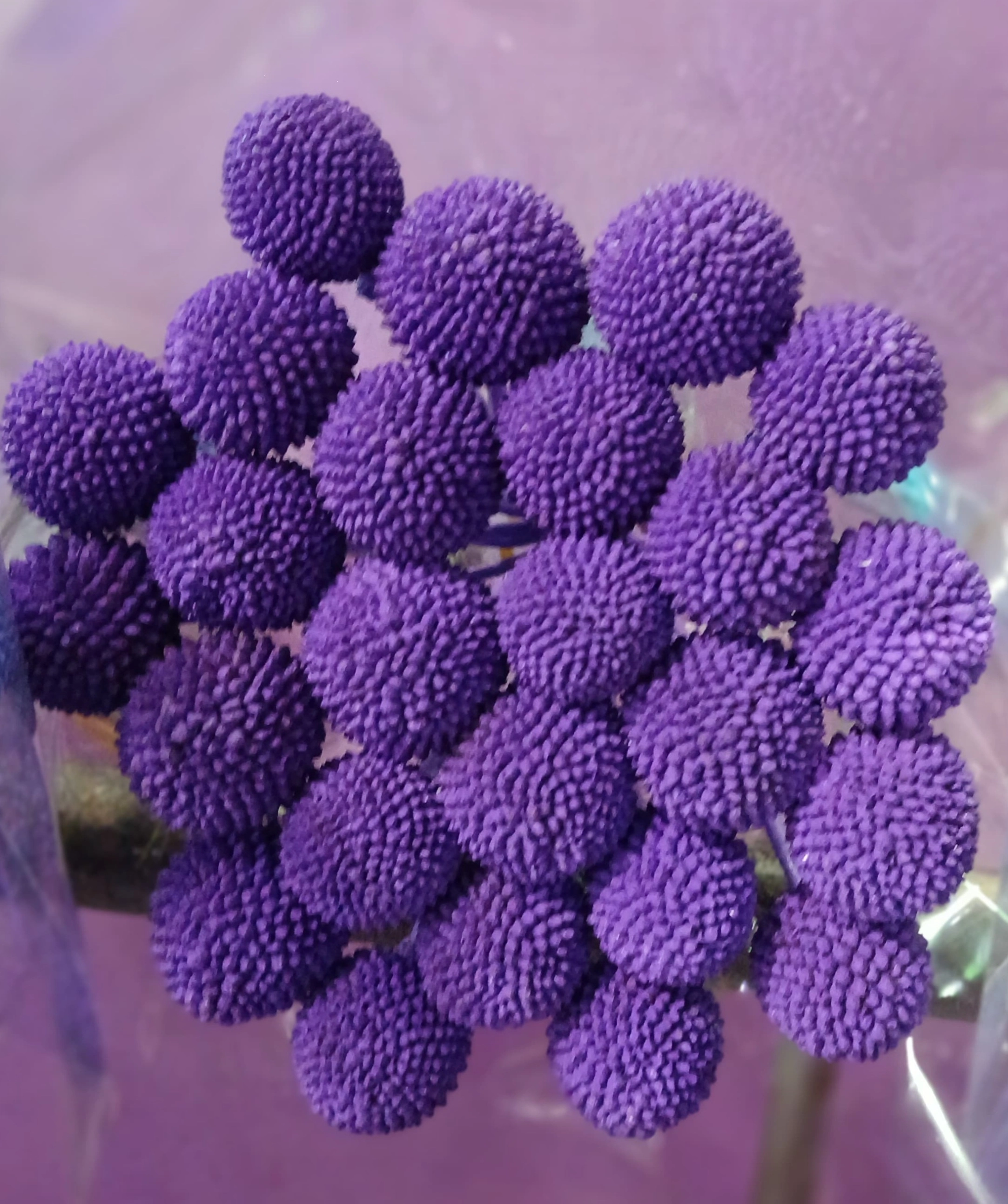 Craspedia purple