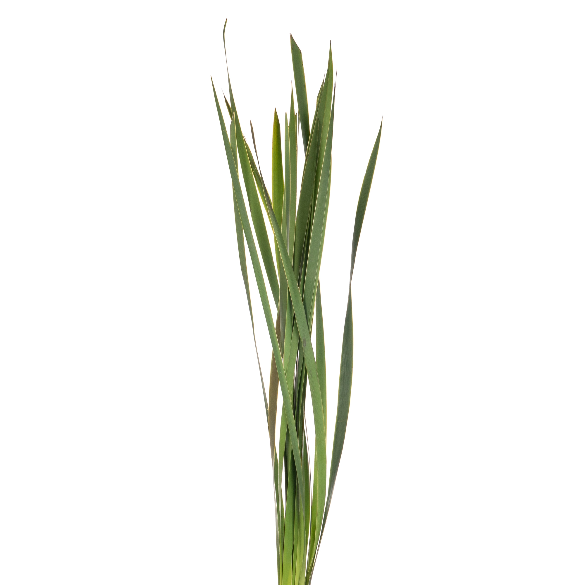 Blad Typha
