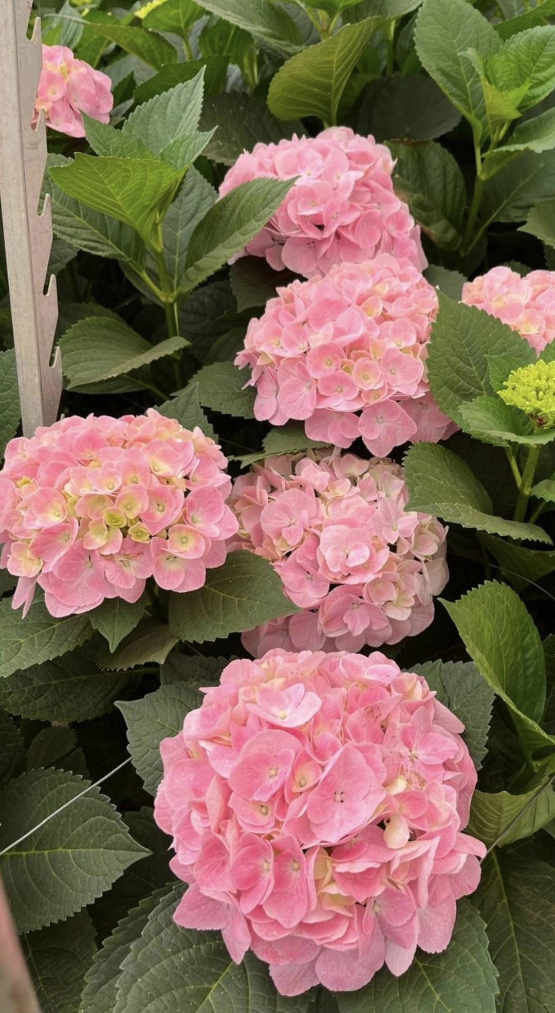 Hydrangea hydrabloom pink progress pink | Wholesale flowers, plants and supplies Hydrangea hydrabloom pink progress pink