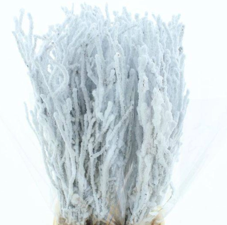 Branch Betula naturel snow