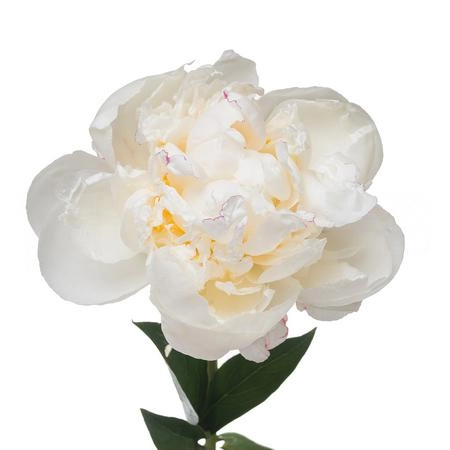 Paeonia mary e. nicholls