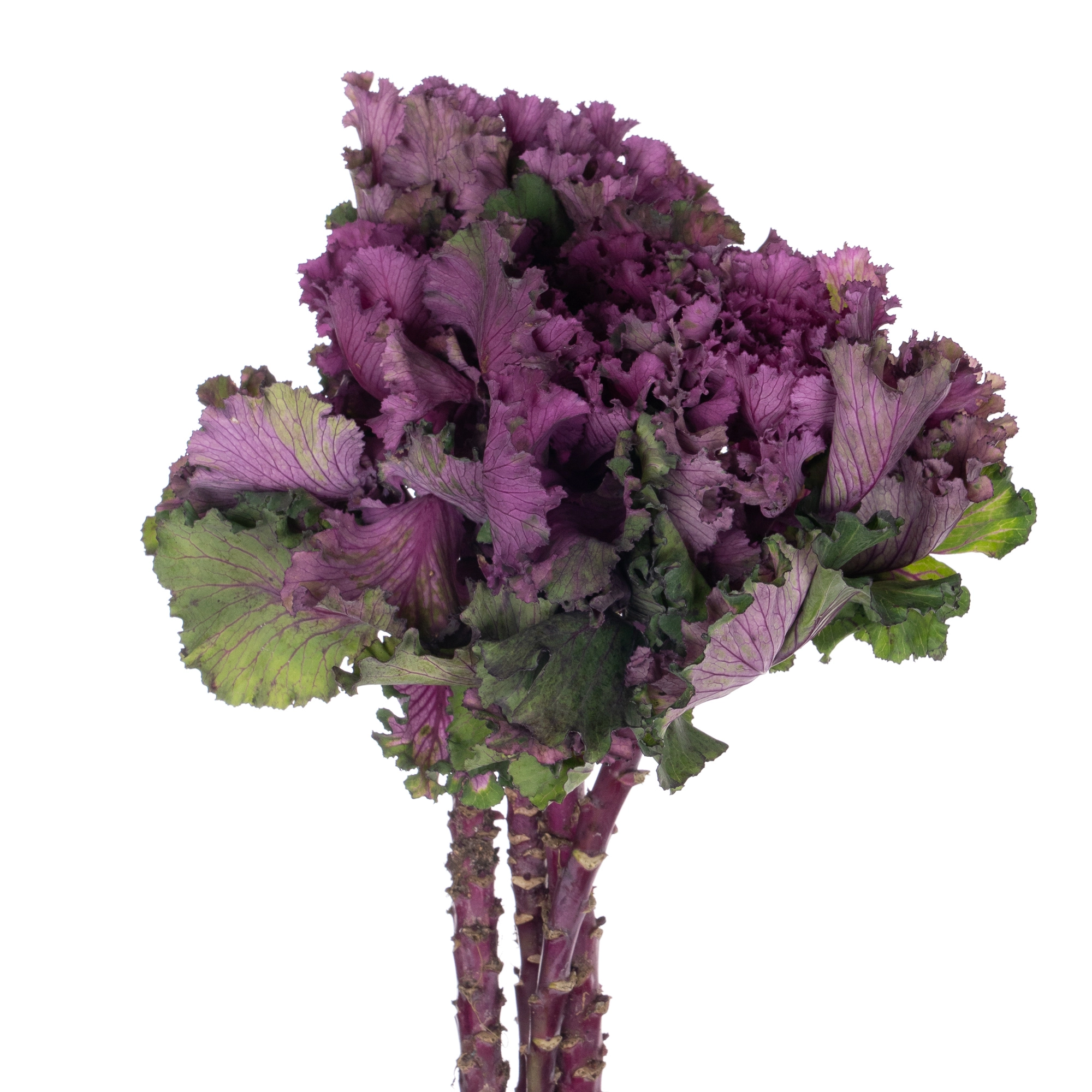 Brassica first lady
