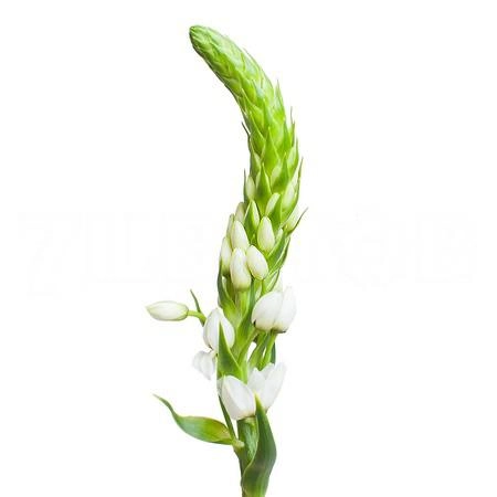 Ornithogalum white star | Wholesale flowers, plants and supplies Ornithogalum white star
