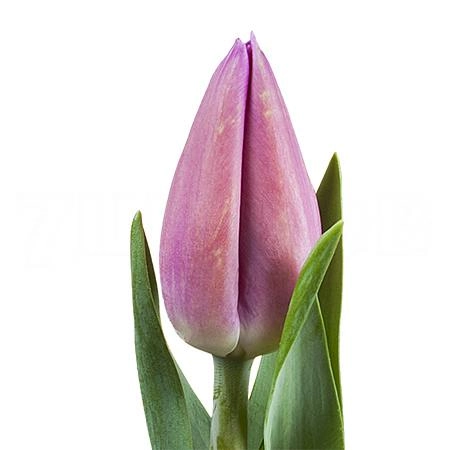 Tulip enkel barcelona | Wholesale flowers, plants and supplies Tulip enkel barcelona