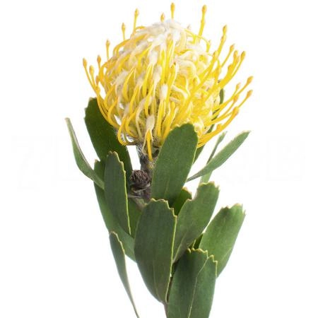 Leucospermum goldie