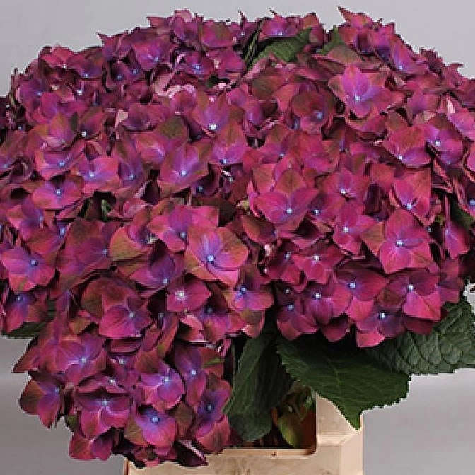 Hydrangea ab green shadow