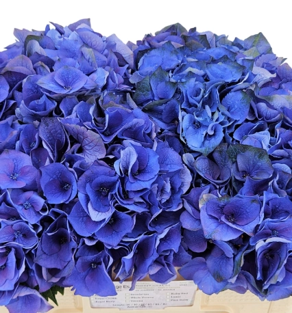 Hydrangea royal crown blue