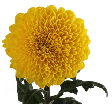 Chrysanthemum disbud ball totumo | Wholesale flowers, plants and supplies Chrysanthemum disbud ball totumo