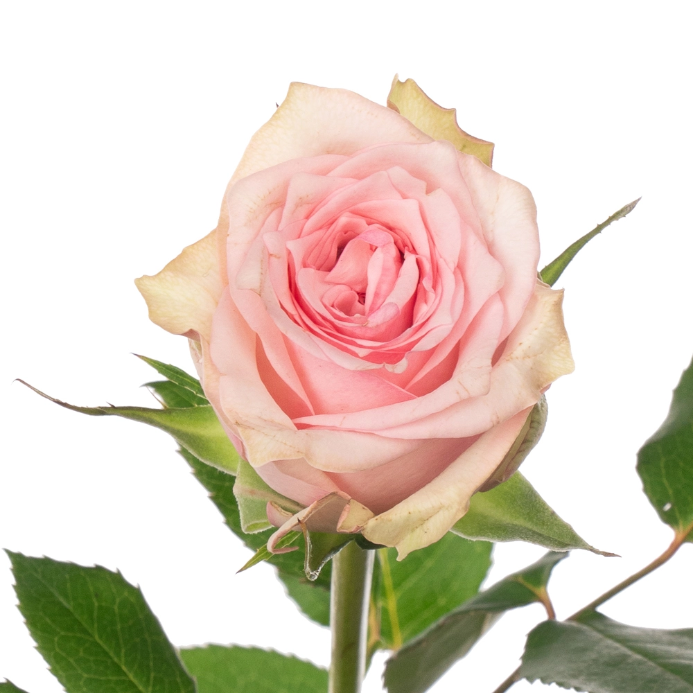 Rose sudoku