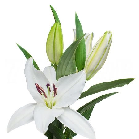 Lilium oriental siberia