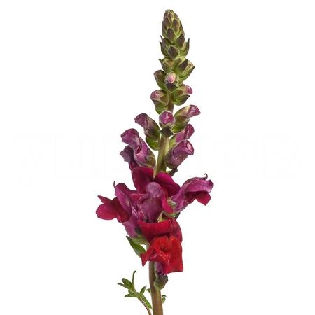 Antirrhinum maryland red