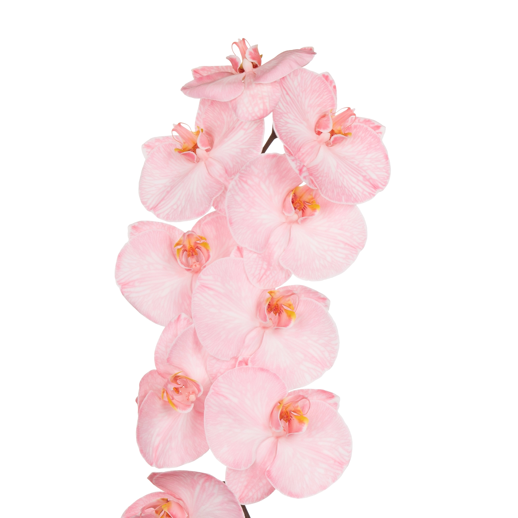 Phalaenopsis candy