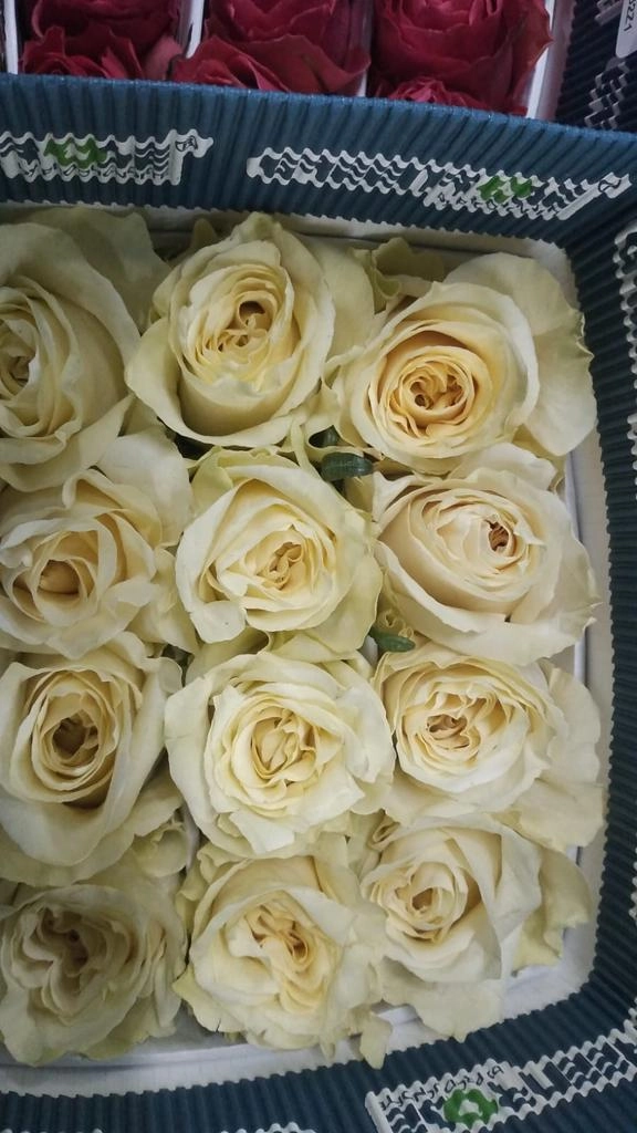 Rose cream shimmer | Wholesale flowers, plants and supplies Rose cream shimmer