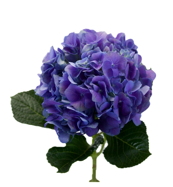 Hydrangea blue purple