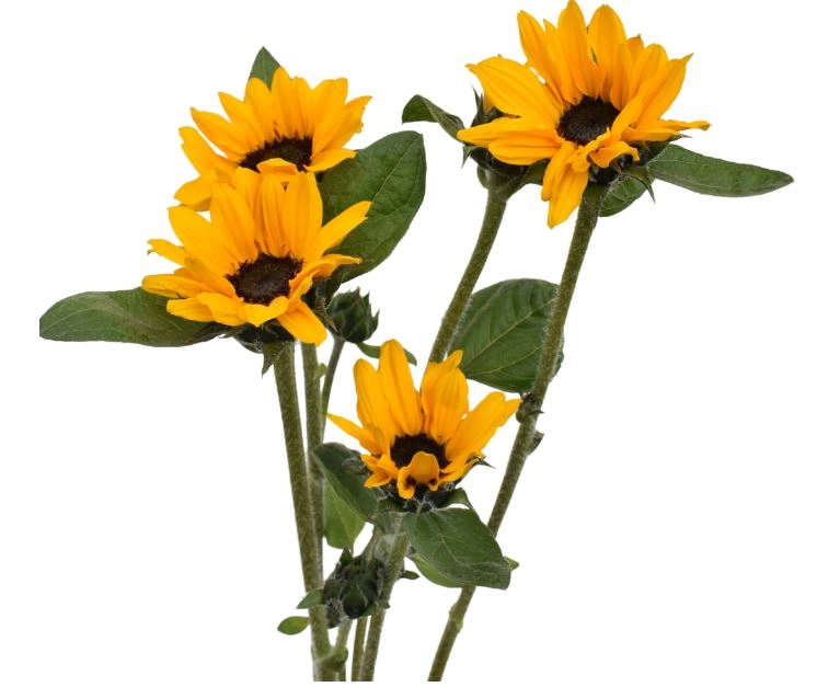 Helianthus spray