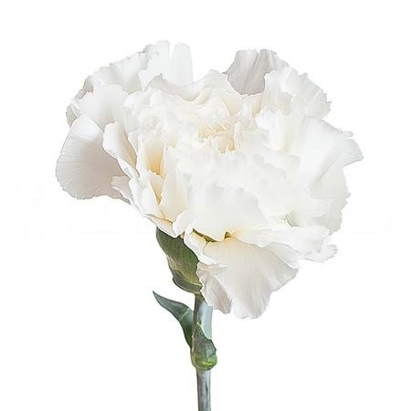 Carnation standard randal