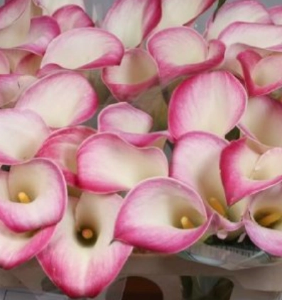 Zantedeschia call mario
