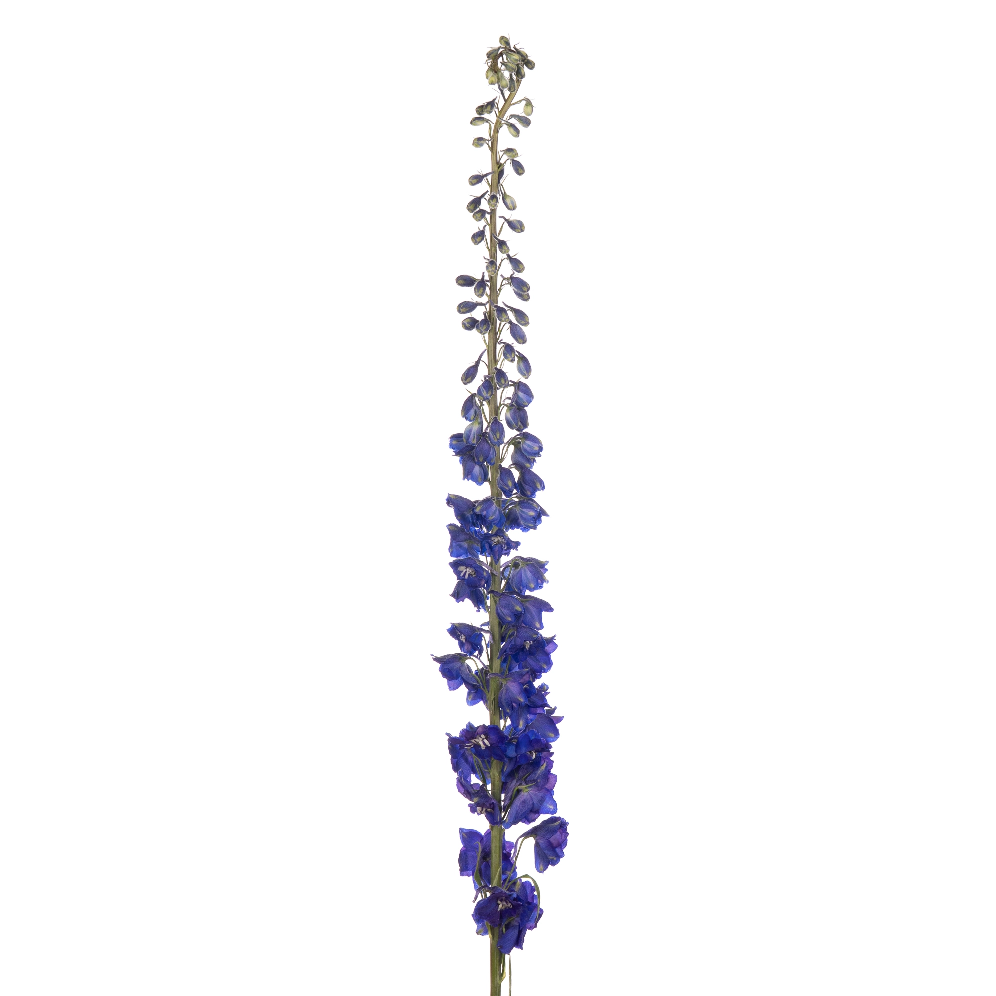 Delphinium magic fountains dark blue