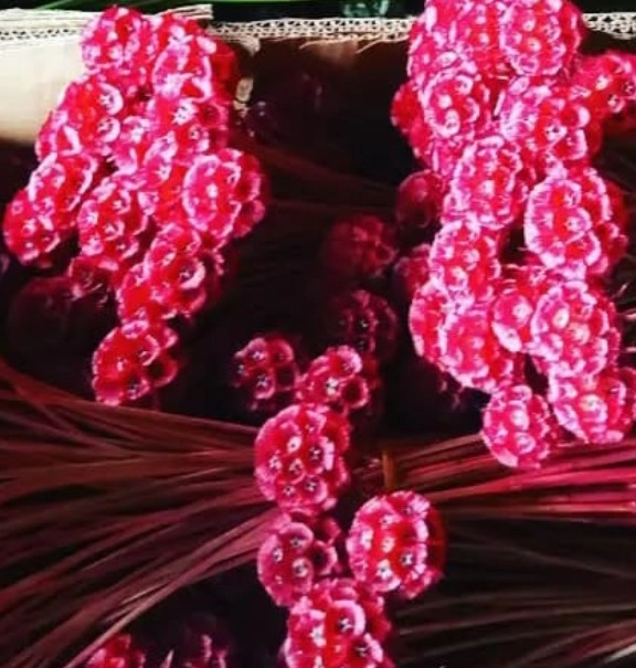 Scabiosa red