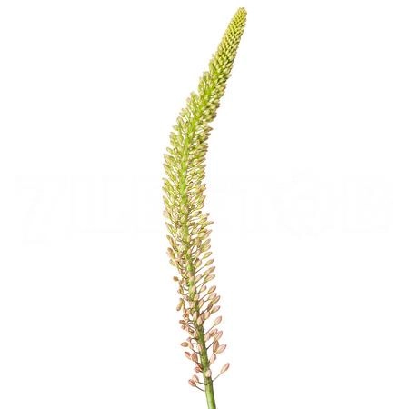 Eremurus cleopatra | Wholesale flowers, plants and supplies Eremurus cleopatra