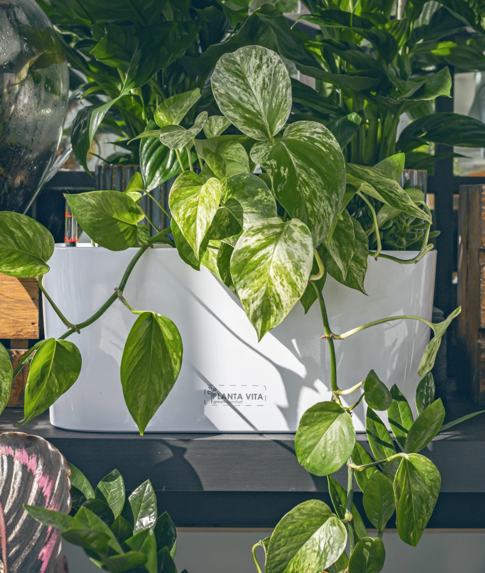 Self Watering pots | Wholesale flowers, plants and supplies Self Watering pots