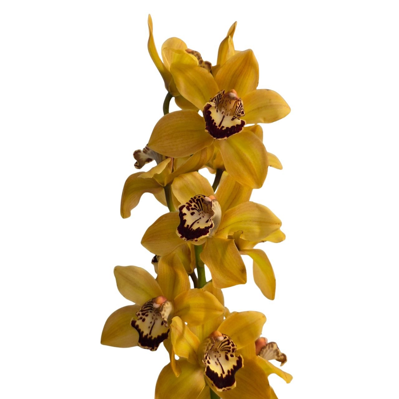 Cymbidium autumn crisp charly brown