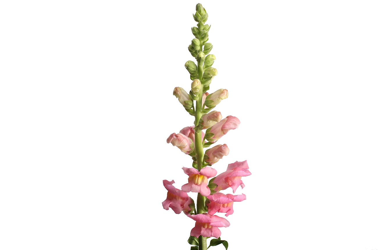 Antirrhinum costa rose