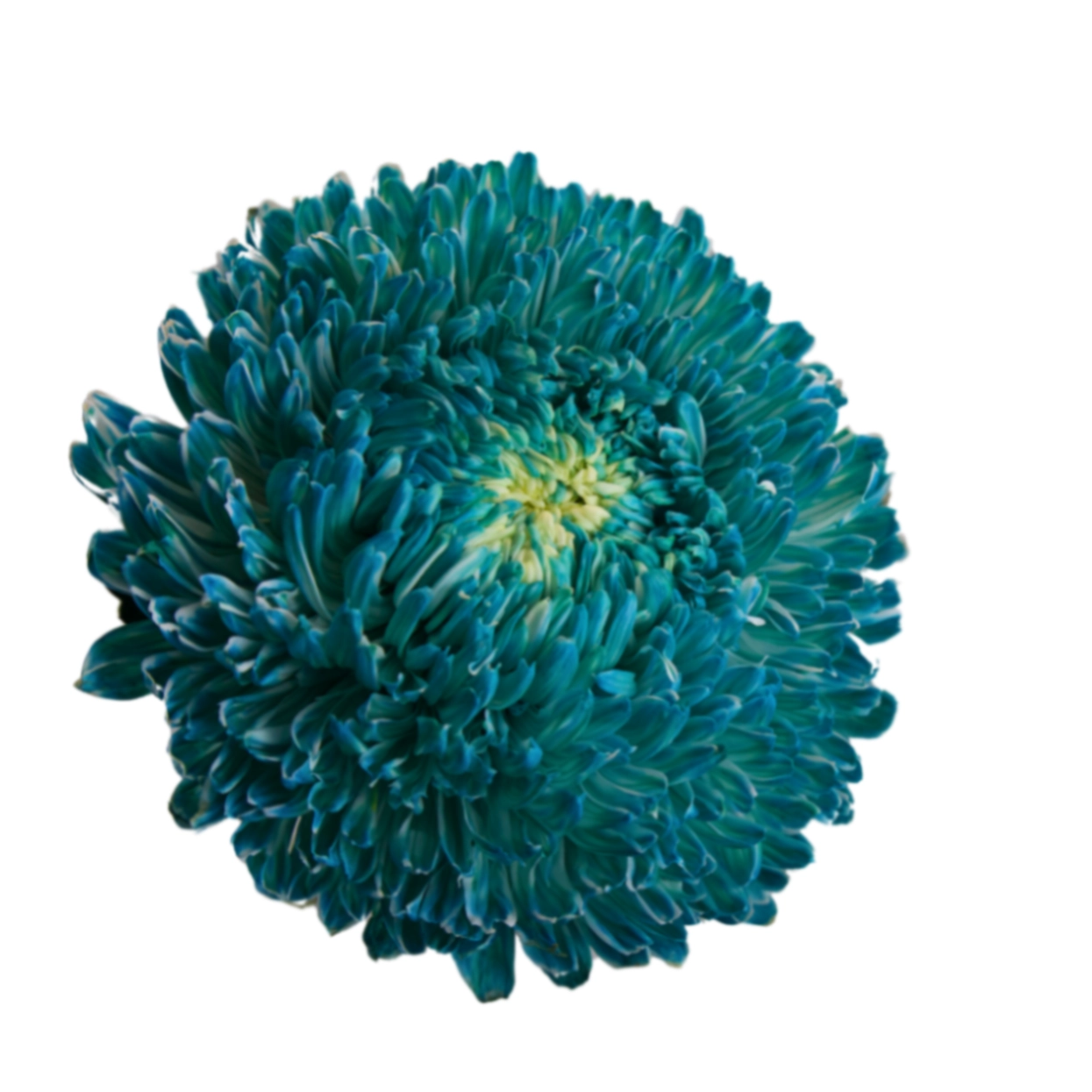 Chrysanthemum tinted aqua