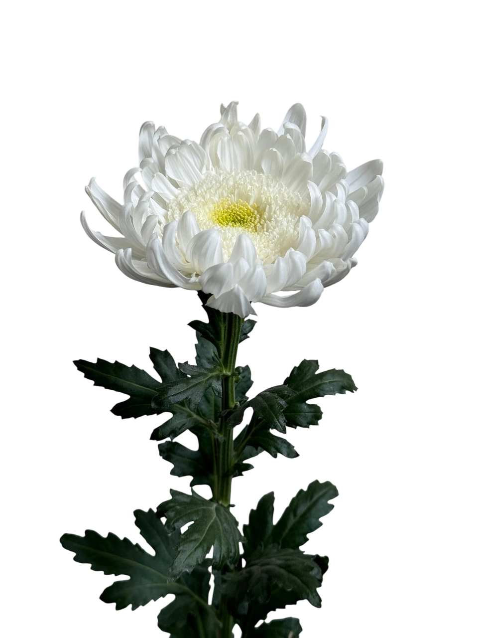Chrysanthemum gala white