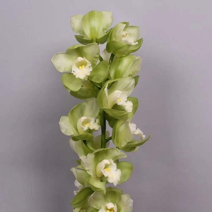 Cymbidium dino talos