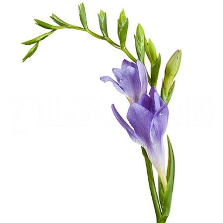 Freesia enkel blue moon