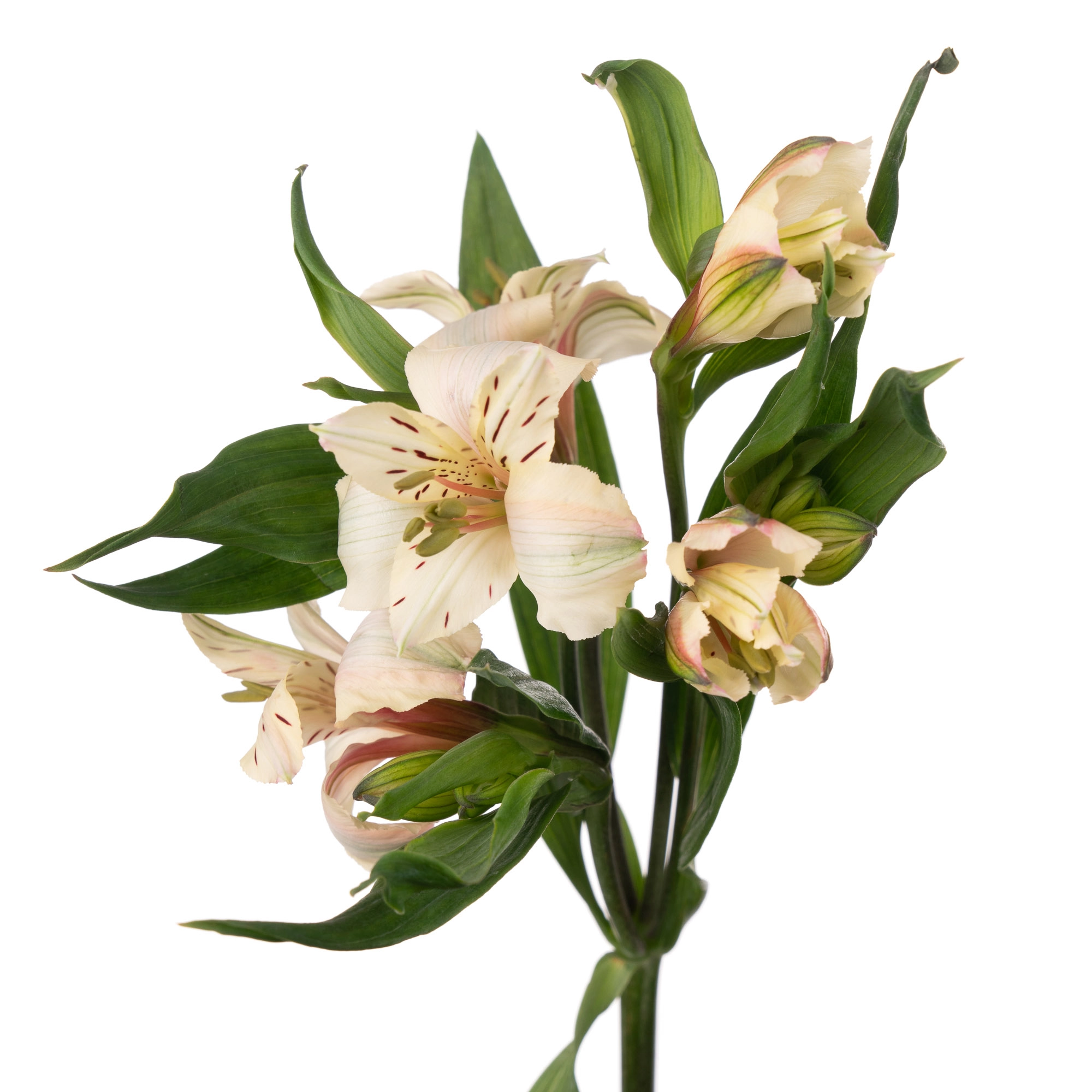 Alstroemeria fancy dirty dancing