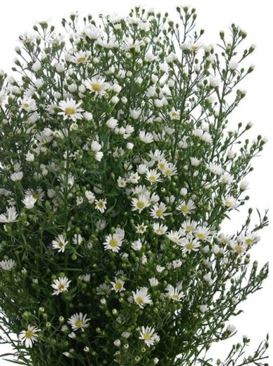 Aster paquita