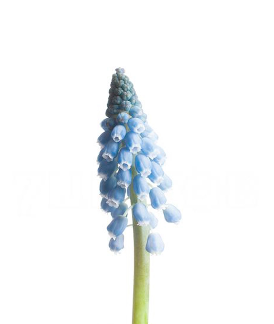 Muscari | Wholesale flowers, plants and supplies Muscari