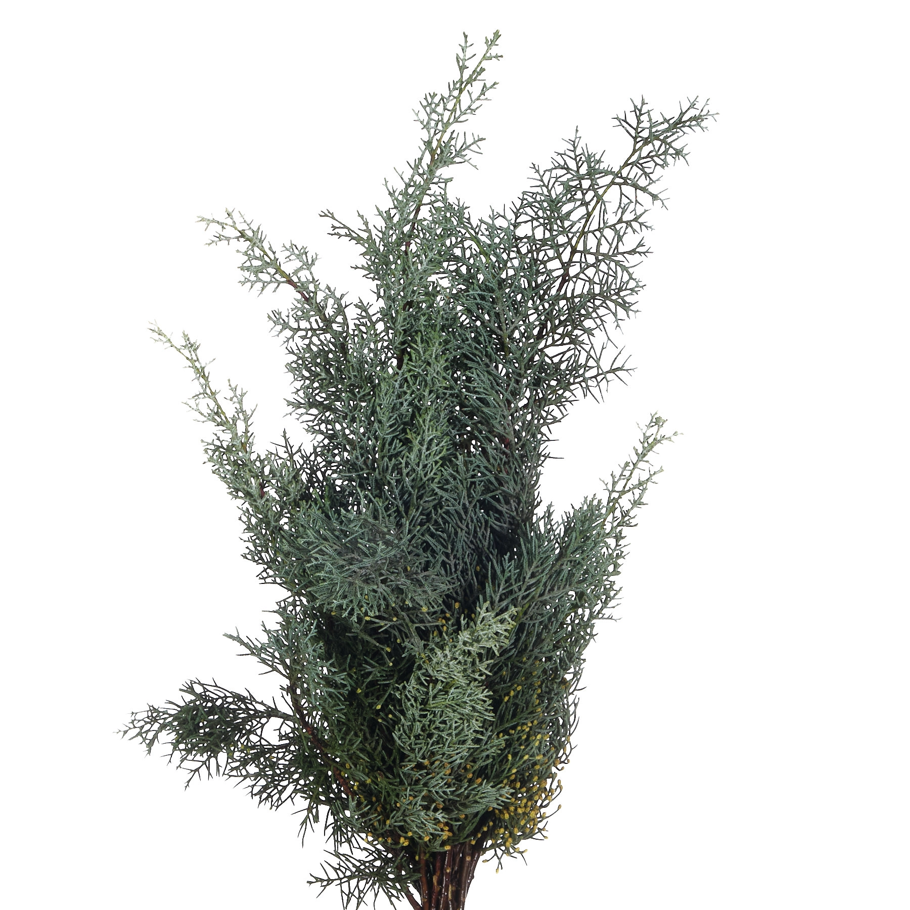 Branch Cupressus