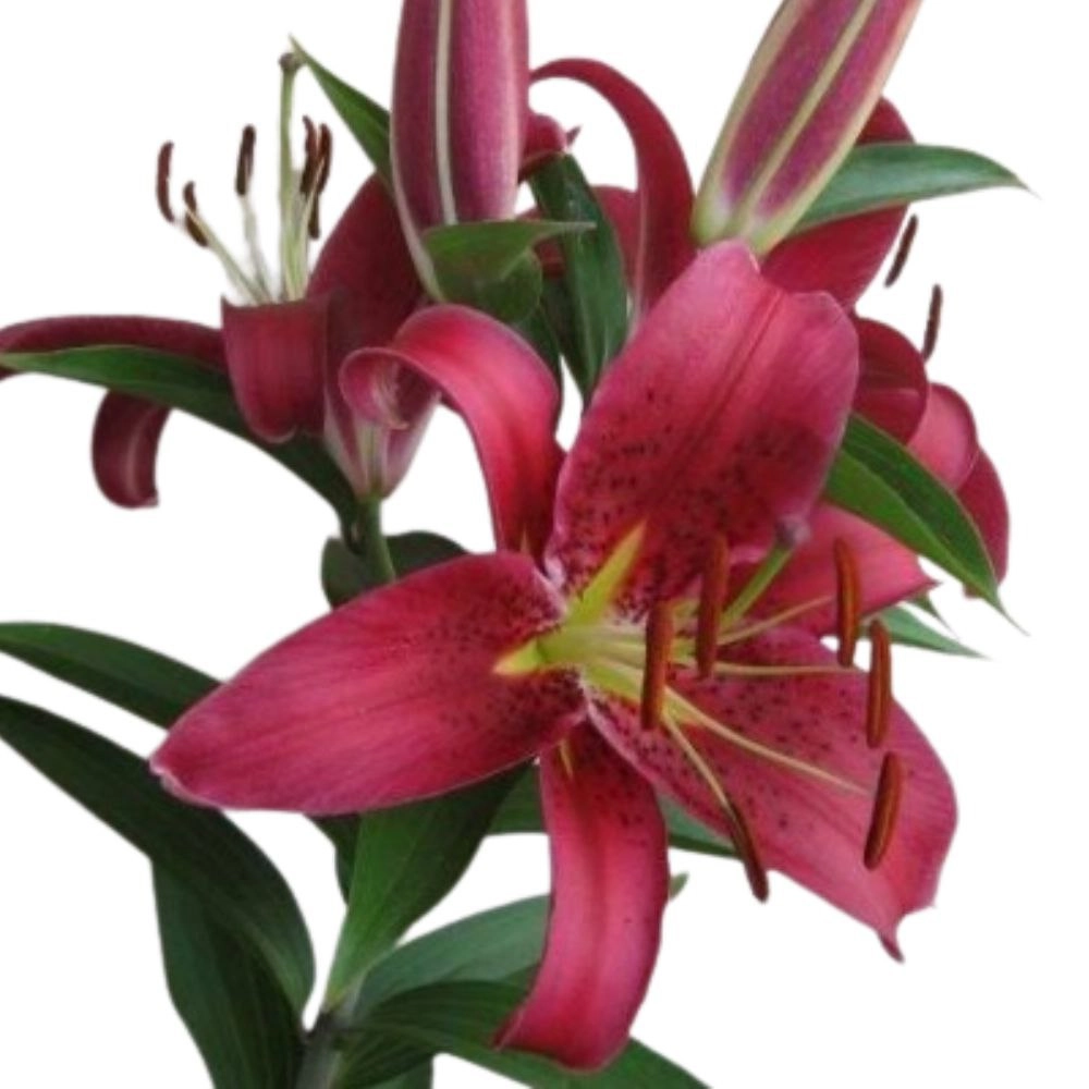Lilium oriental montezuma
