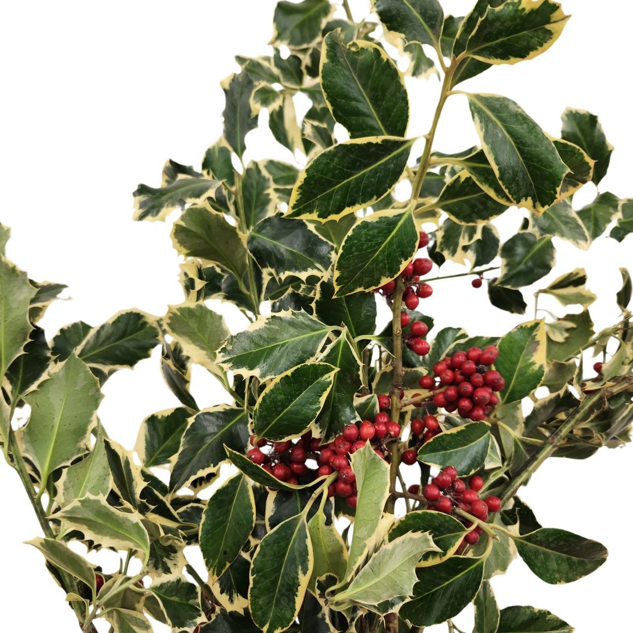 Blad Ilex variegato with berrias