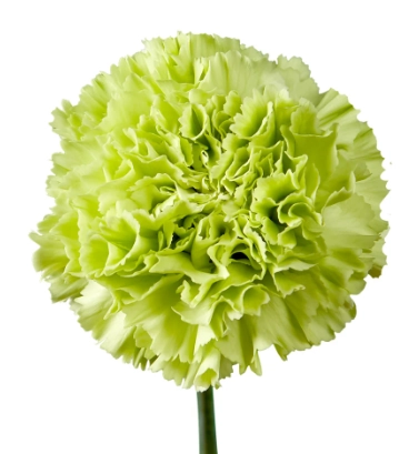 Carnation goblin | Wholesale flowers, plants and supplies Carnation goblin
