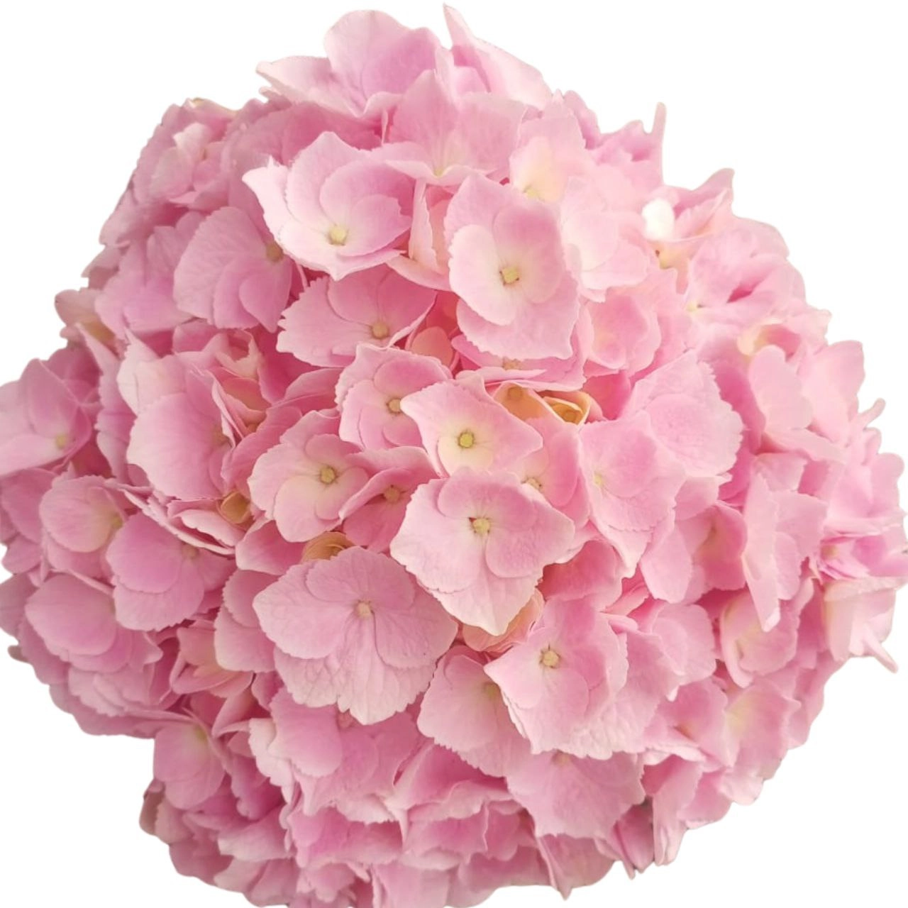 Hydrangea ice berg
