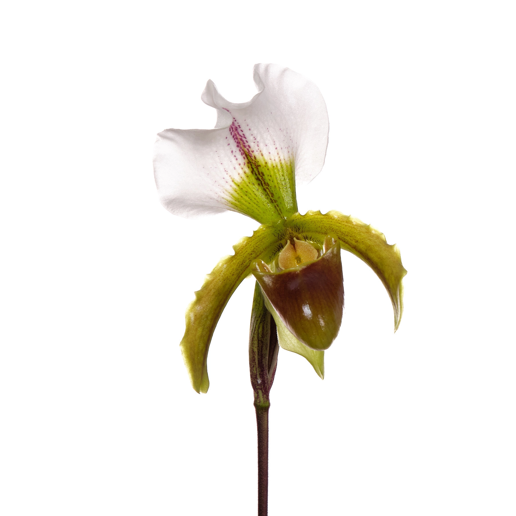 Paphiopedilum leeanum