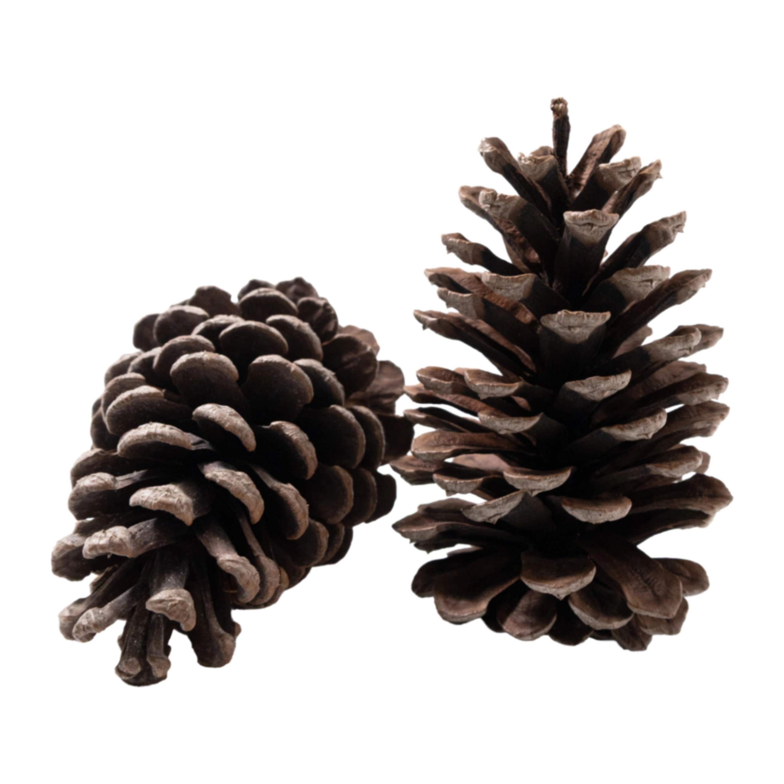 Pine cones, 2 pcs