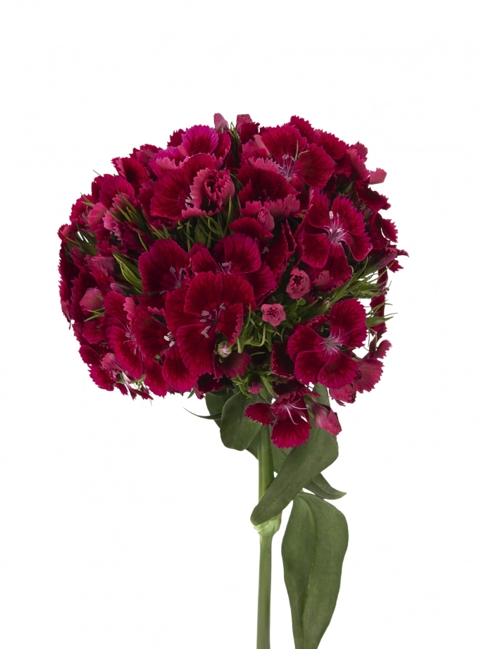 Carnation kiwi kico cool red